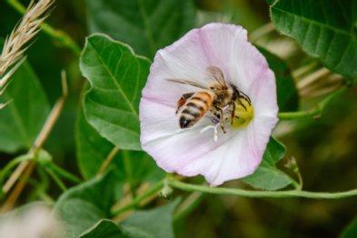 Biene in Blüte