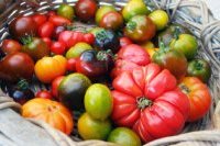 Artikel über Tomatenvielfalt, Aufbewahrung und weiteres