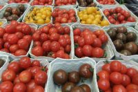 Artikel über Tomatenvielfalt, Aufbewahrung und weiteres